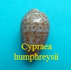 Cypraea humphreysii, Gray 1825